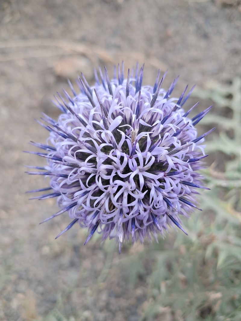 Echinops tournefortii