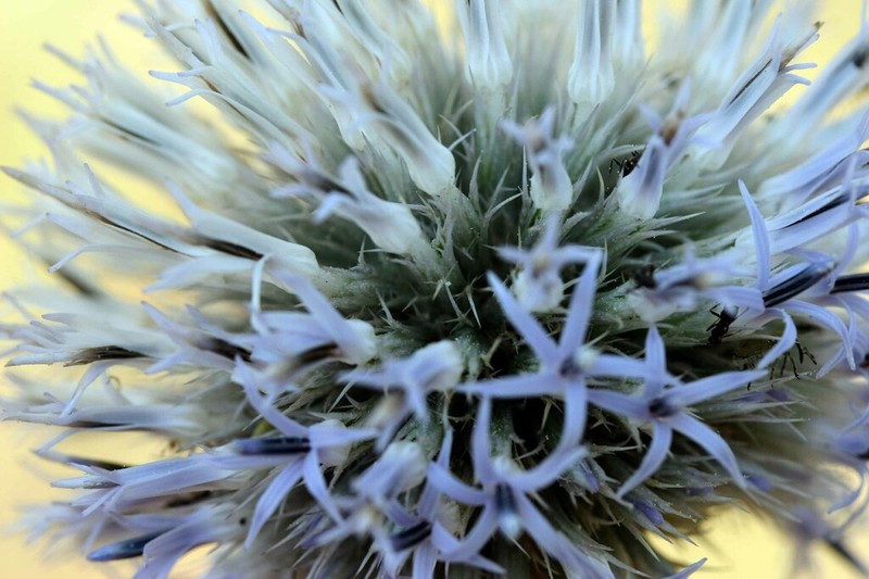 Echinops tournefortii photo 2