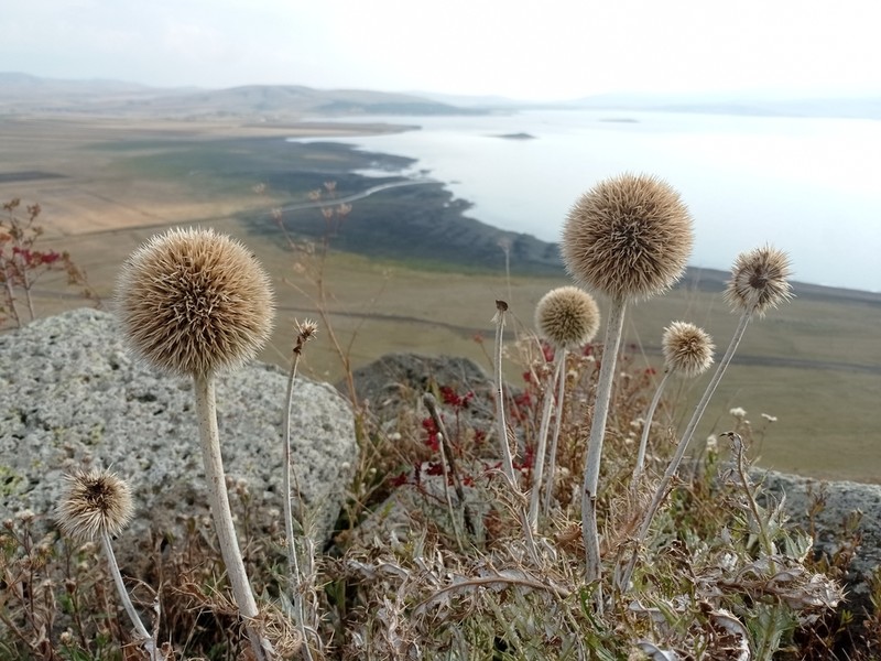 Echinops transcaucasicus