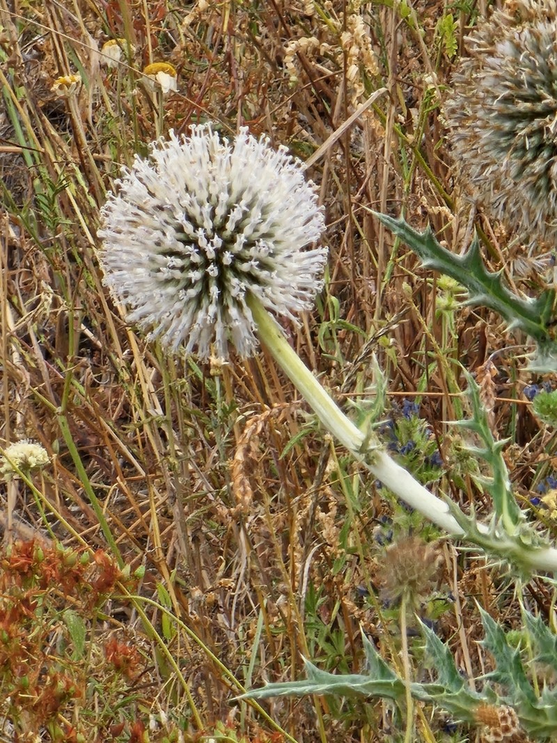 Echinops transcaucasicus photo 2
