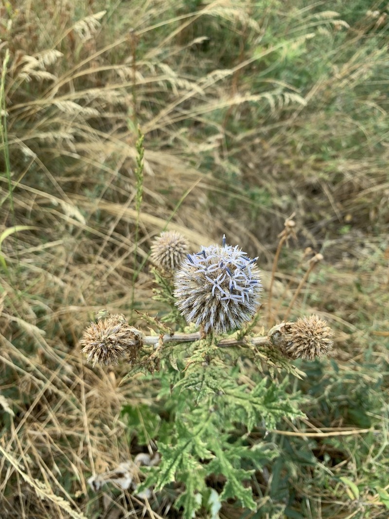 Echinops transcaucasicus photo 3