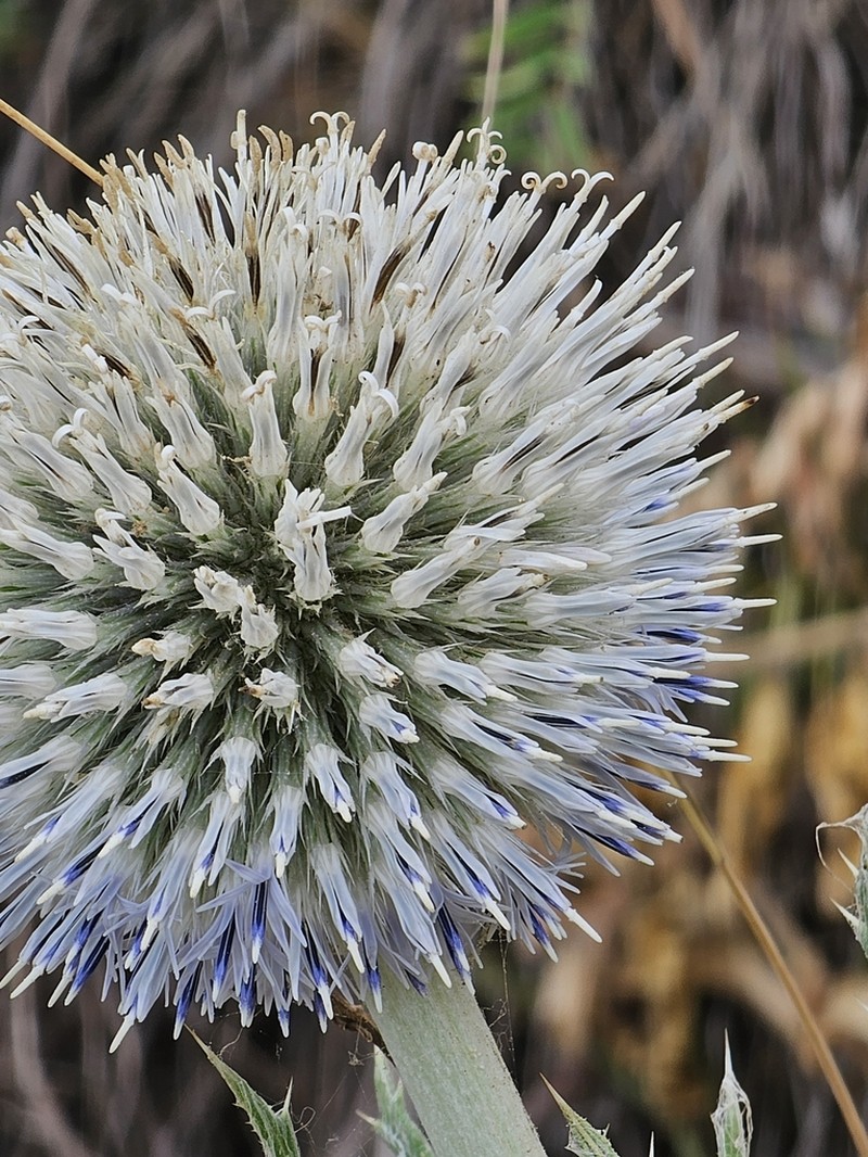 Echinops transcaucasicus photo 4