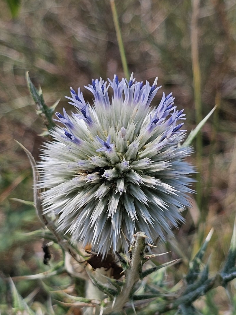 Echinops transcaucasicus photo 5