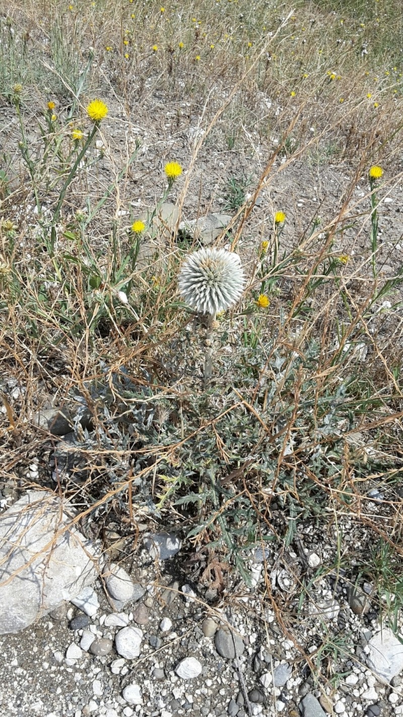 Echinops transcaucasicus photo 6