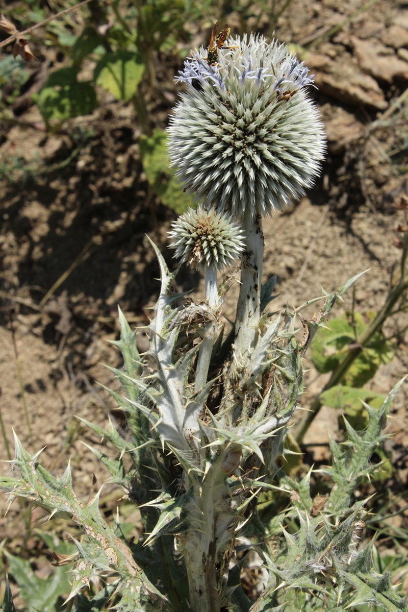 Echinops transcaucasicus photo 7
