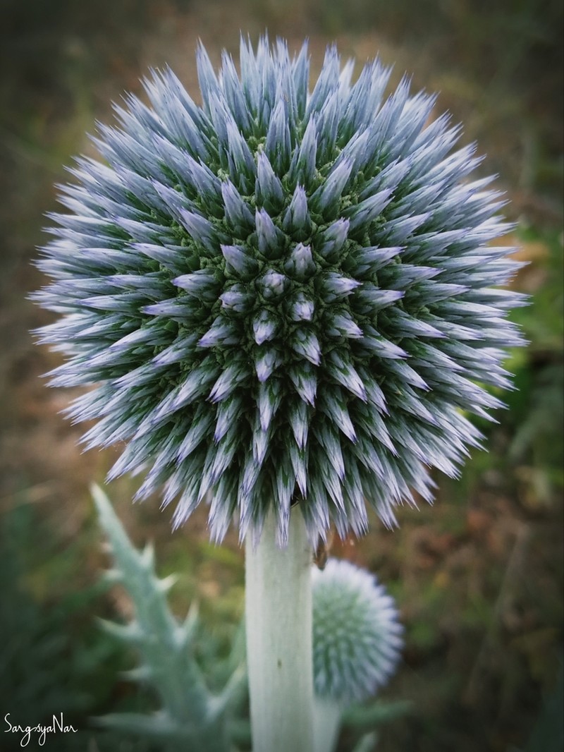 Echinops transcaucasicus photo 8