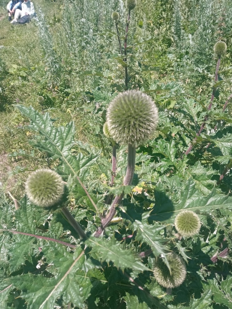 Echinops tricholepis photo 2