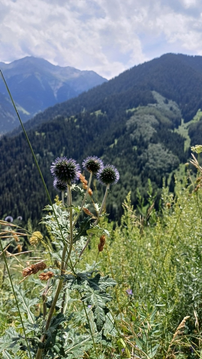 Echinops tricholepis photo 4
