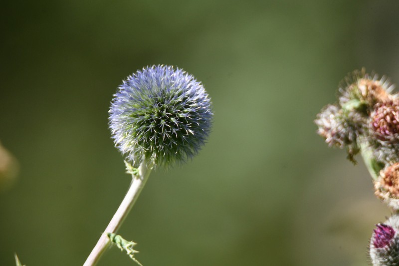 Echinops tricholepis photo 5