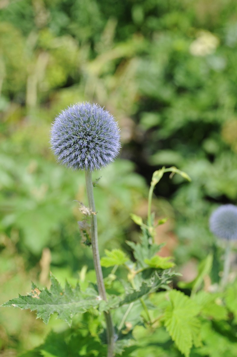 Echinops tricholepis photo 6