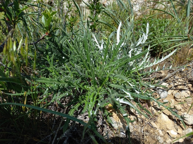 Echinops tschimganicus photo 3