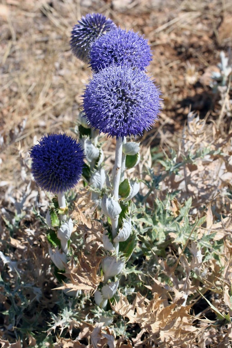 Echinops vaginatus photo 2
