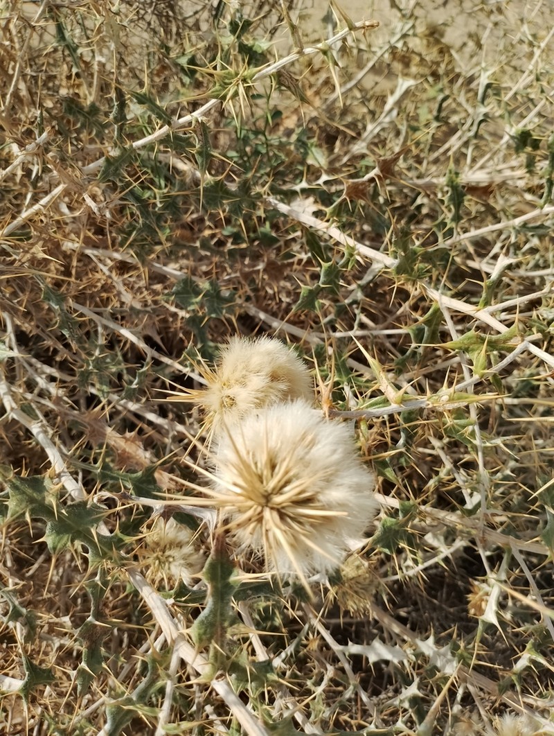 Echinops villosissimus photo 2
