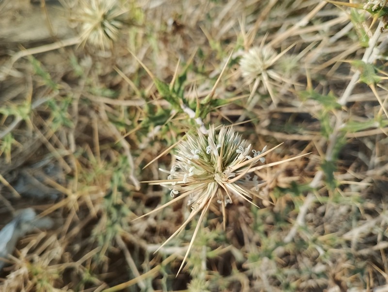 Echinops villosissimus photo 4