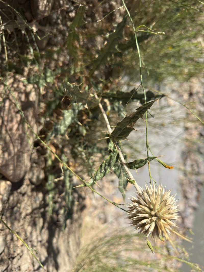 Echinops wakhanicus photo 3