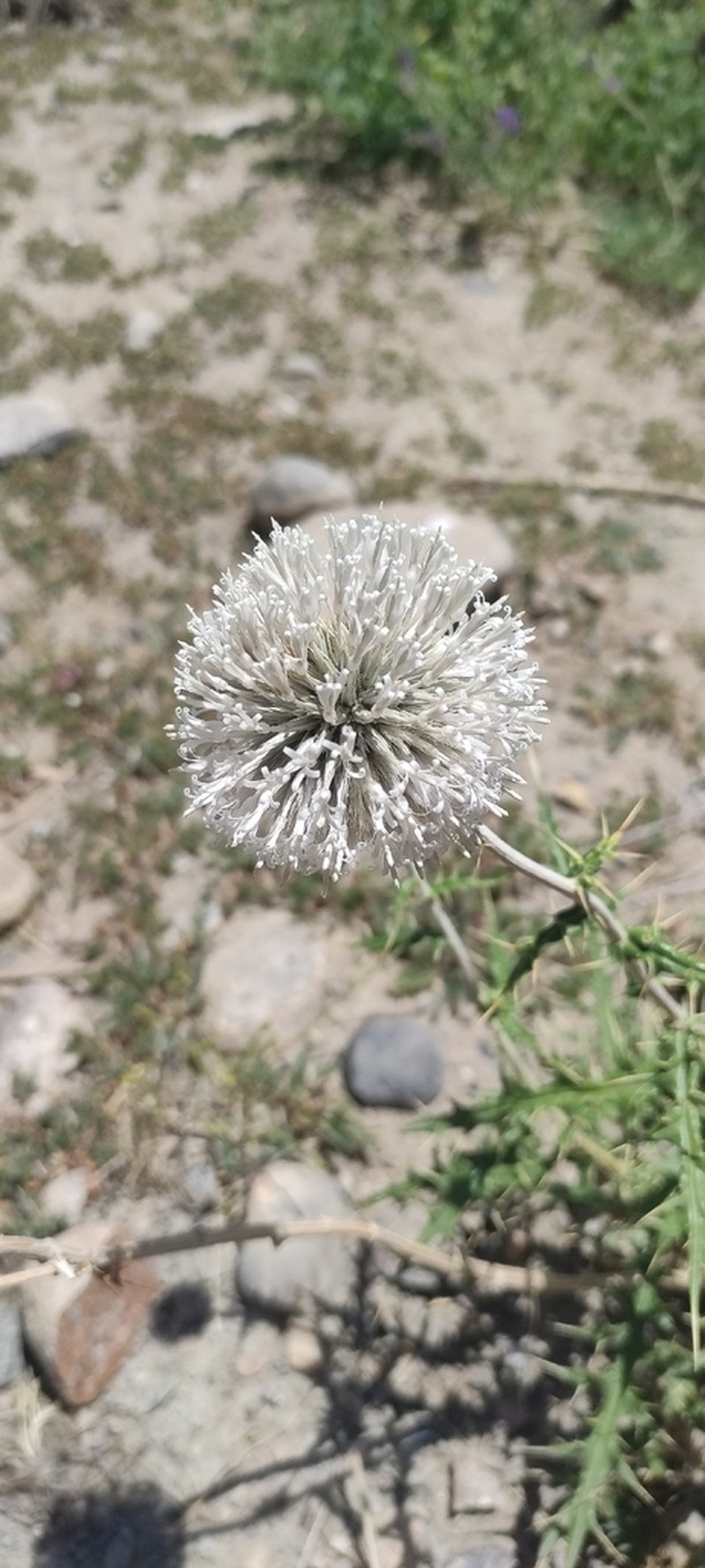 Echinops wakhanicus photo 4