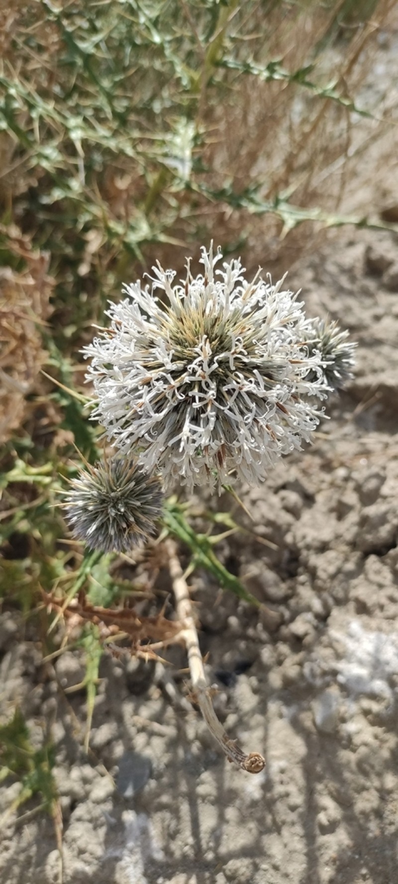Echinops wakhanicus photo 5
