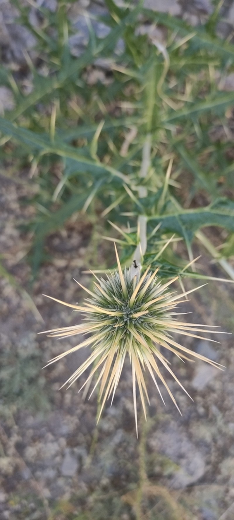 Echinops wakhanicus photo 6