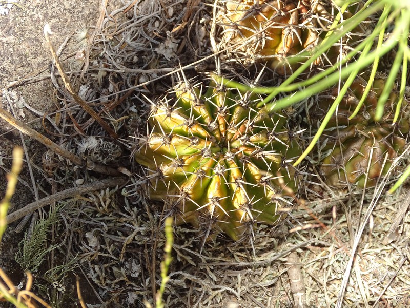 Echinopsis aurea subsp. aurea