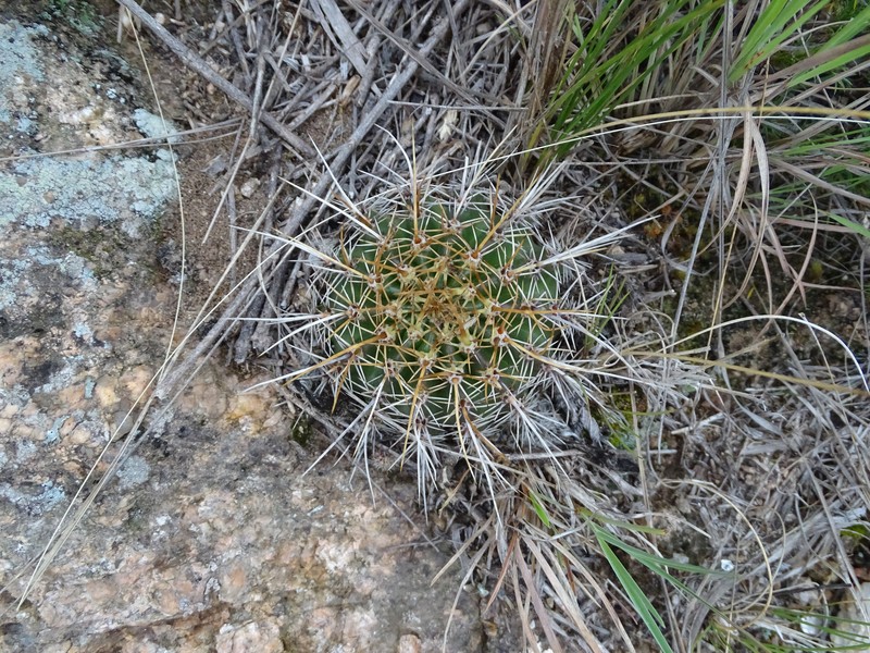 Echinopsis aurea subsp. aurea photo 2