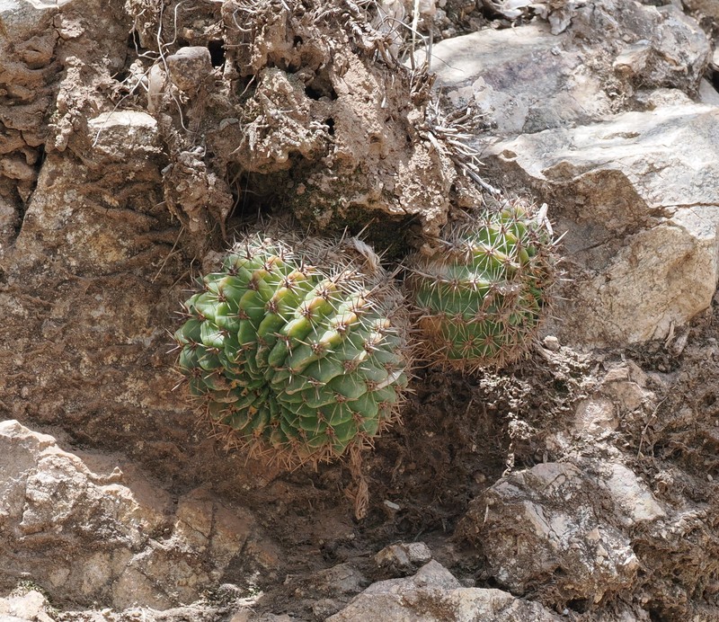 Echinopsis aurea subsp. aurea photo 3