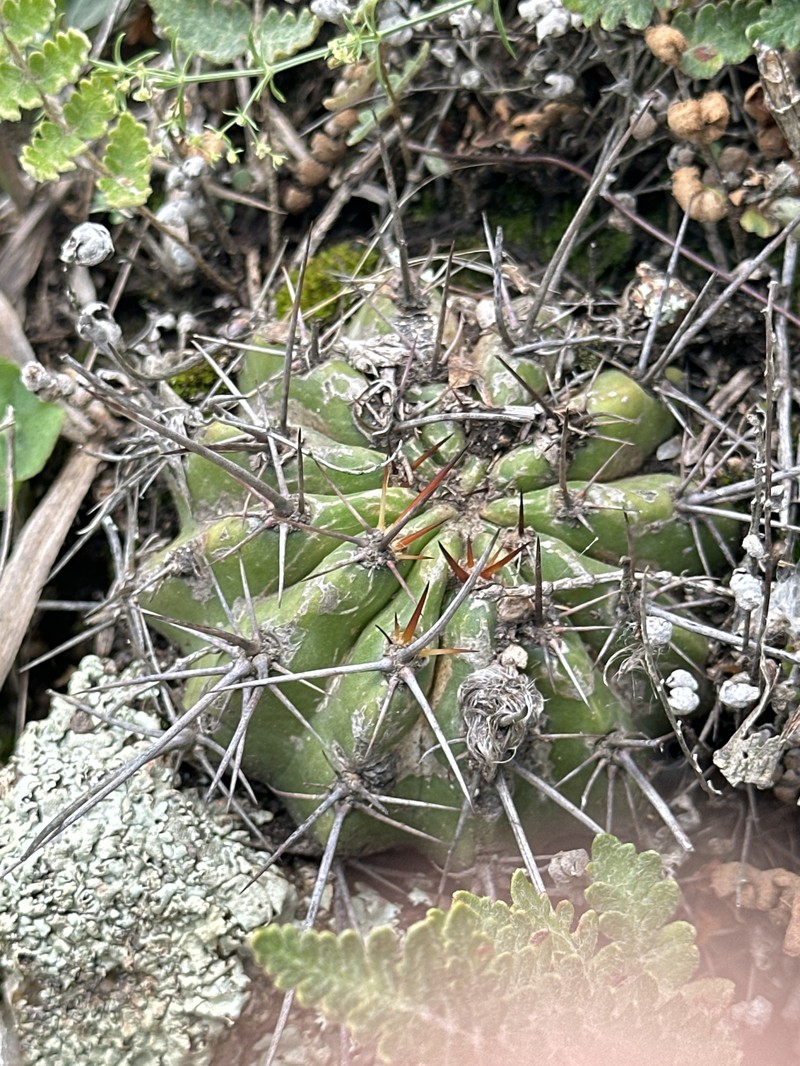 Echinopsis aurea subsp. aurea photo 4