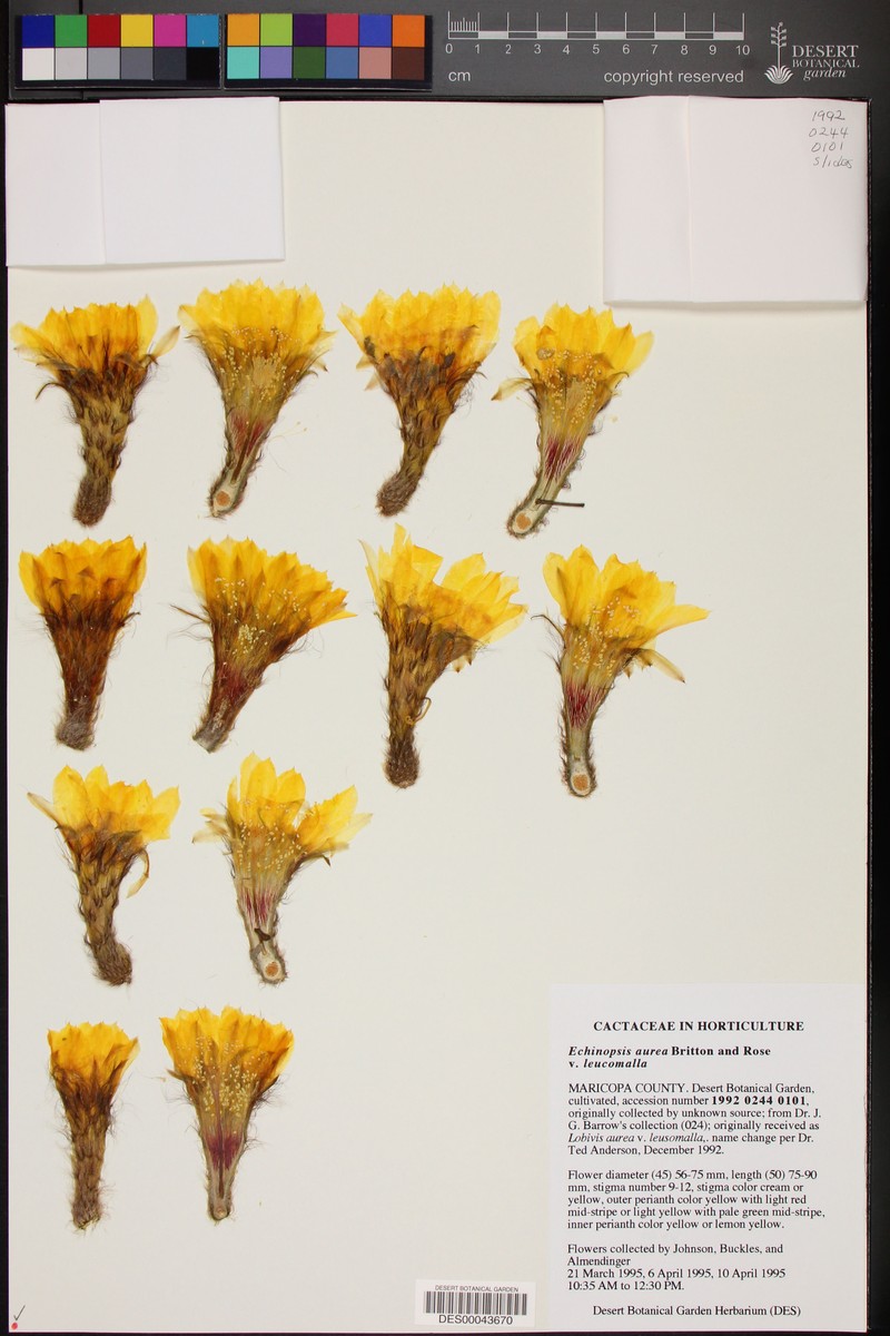 Echinopsis aurea subsp. leucomalla