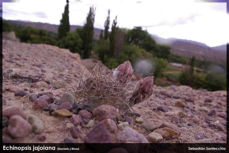 Echinopsis jajoana photo 2