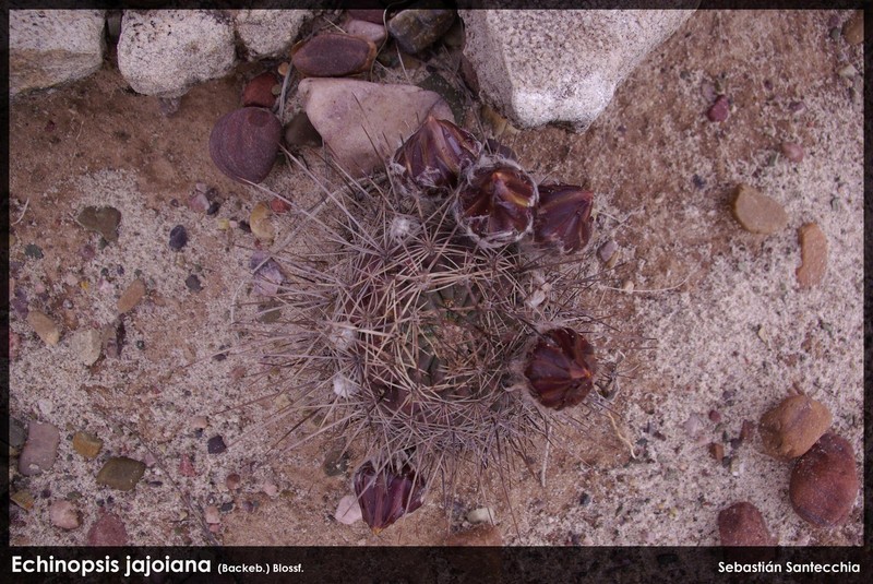 Echinopsis jajoana photo 3
