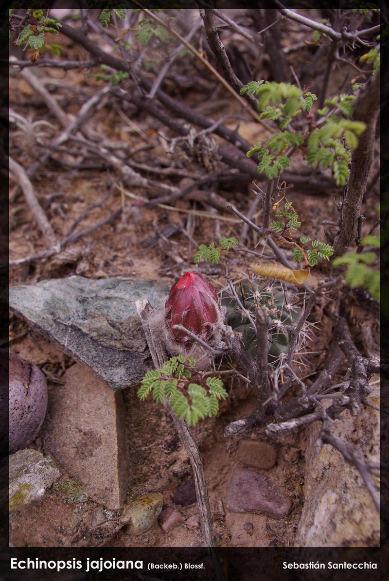 Echinopsis jajoana photo 5