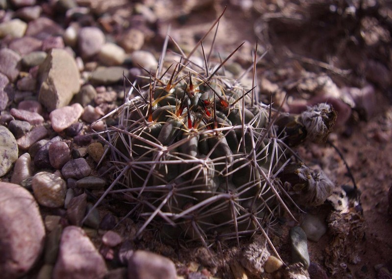 Echinopsis jajoana photo 6