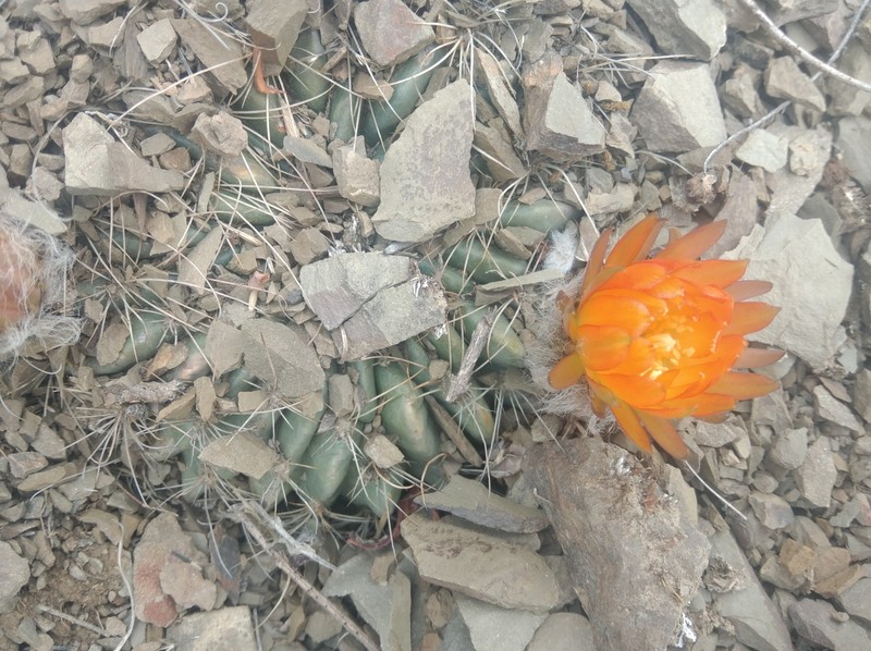 Echinopsis jajoana photo 7