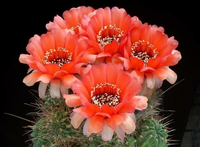 Echinopsis jajoana photo 8