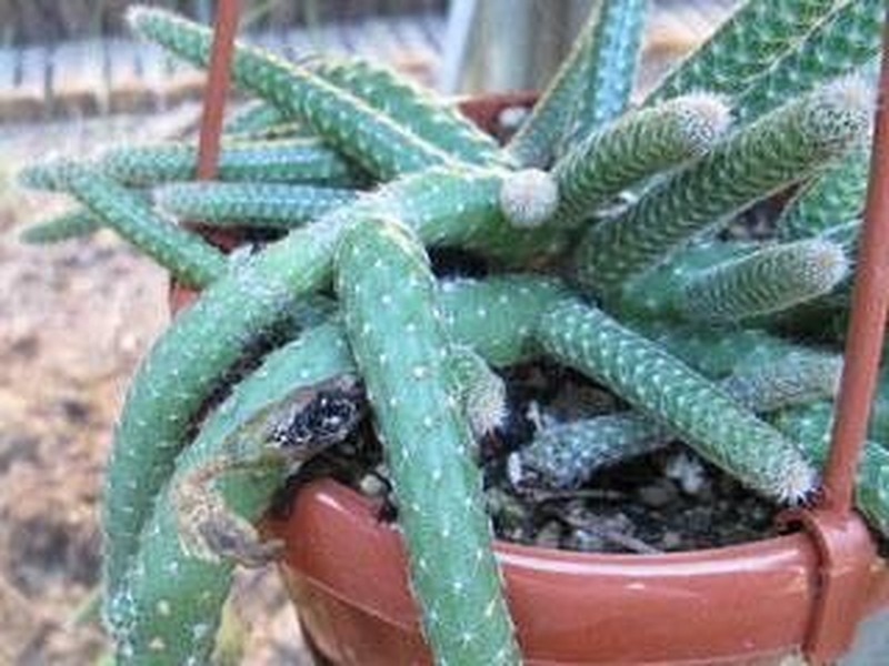 Echinopsis luisramirezii