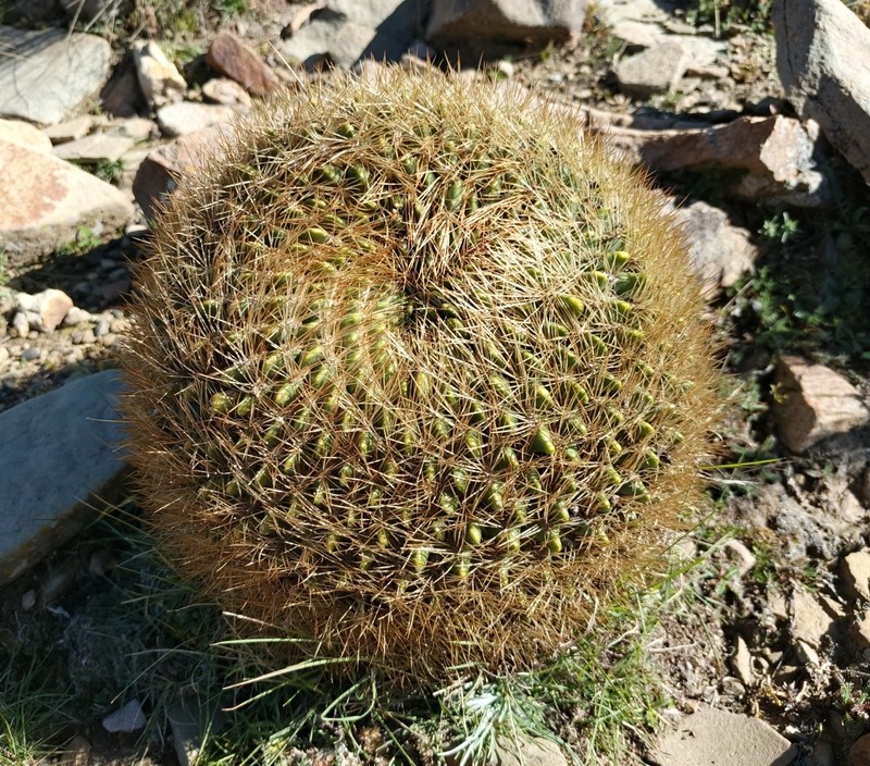 Echinopsis minutiflora