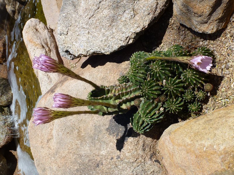 Echinopsis turbinata