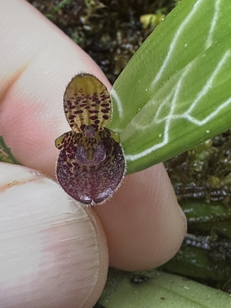 Echinosepala truncata