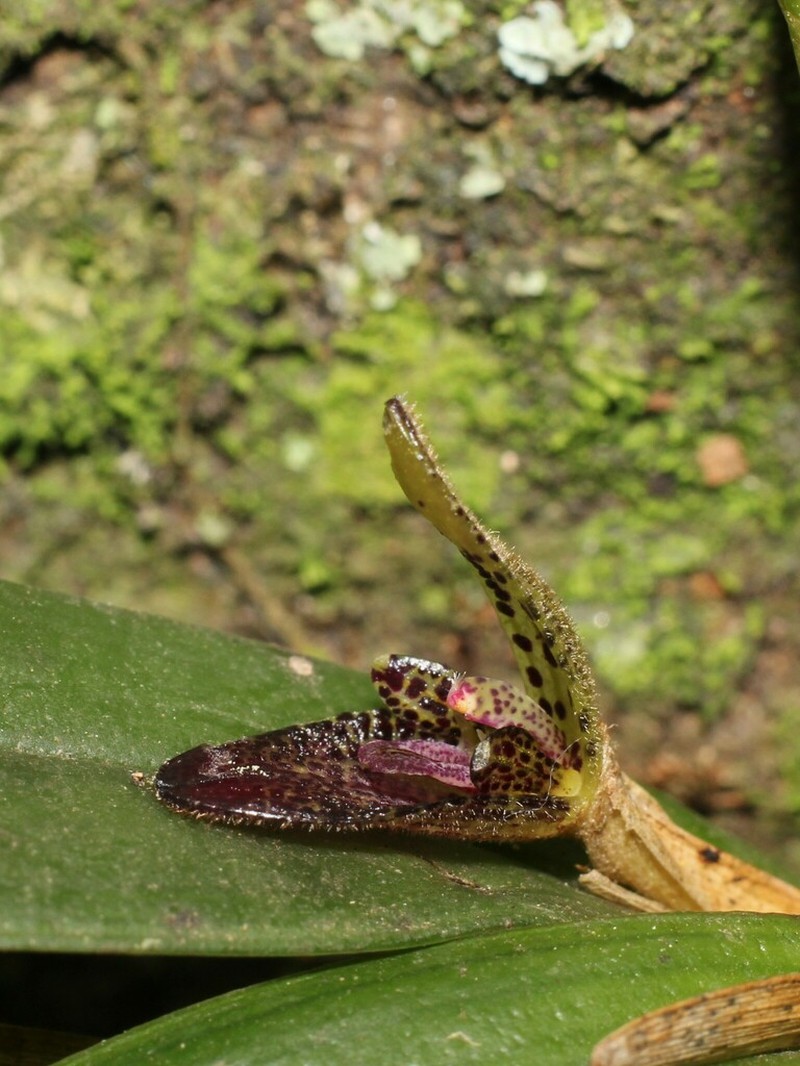 Echinosepala truncata photo 2