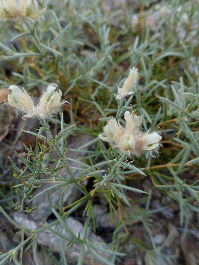 Echinospartum ibericum subsp. ibericum