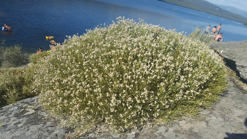 Echinospartum ibericum subsp. ibericum photo 2
