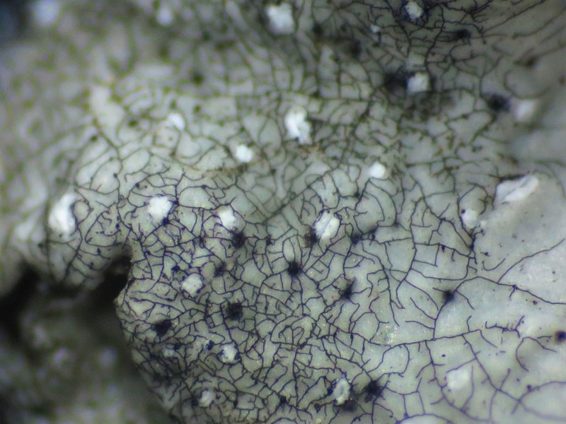 Reticulate Echinothecium Lichen