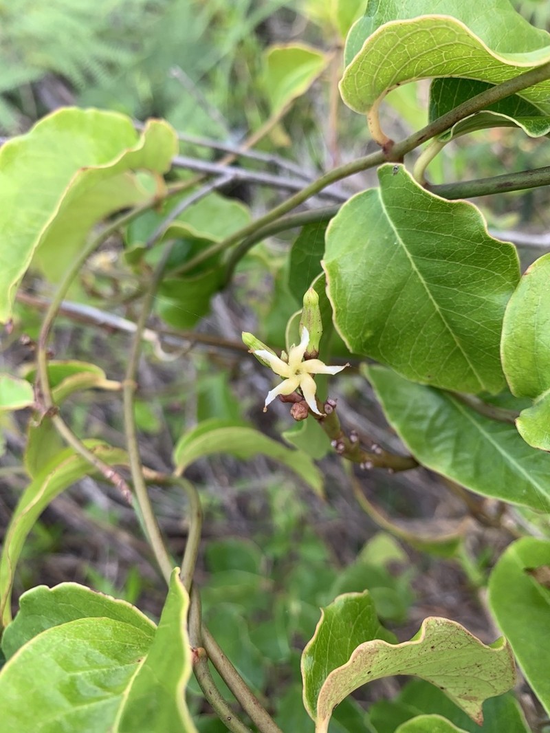 Babeiro photo 2