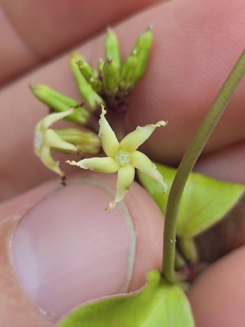 Babeiro photo 3