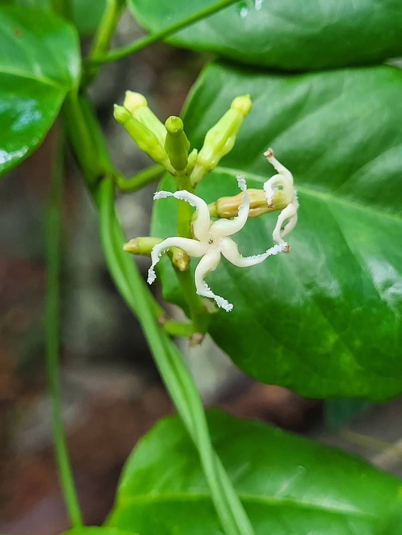 Babeiro photo 4