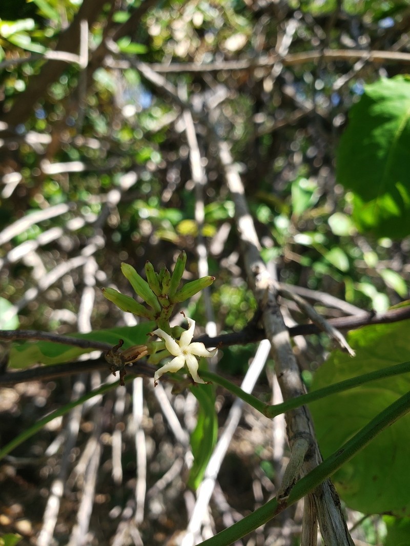 Babeiro photo 6