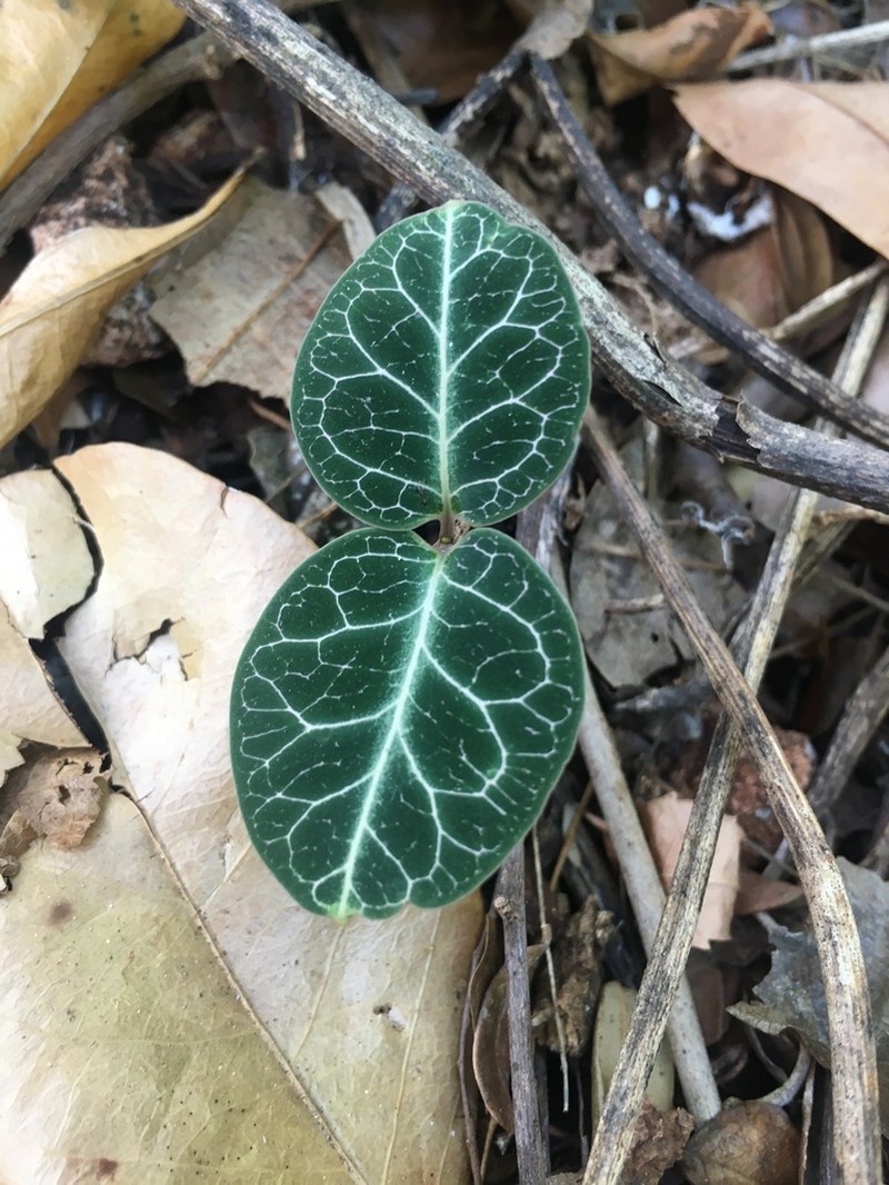 Devil's Potato photo 3