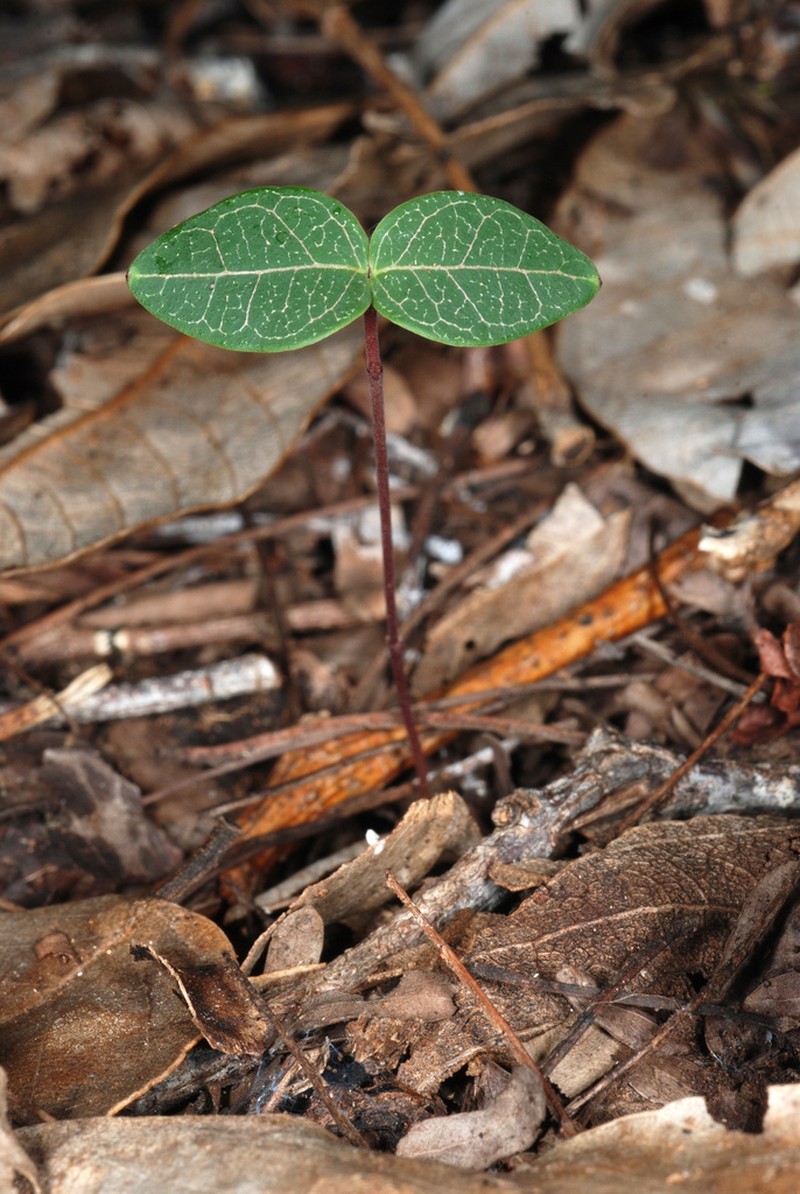 Devil's Potato photo 5