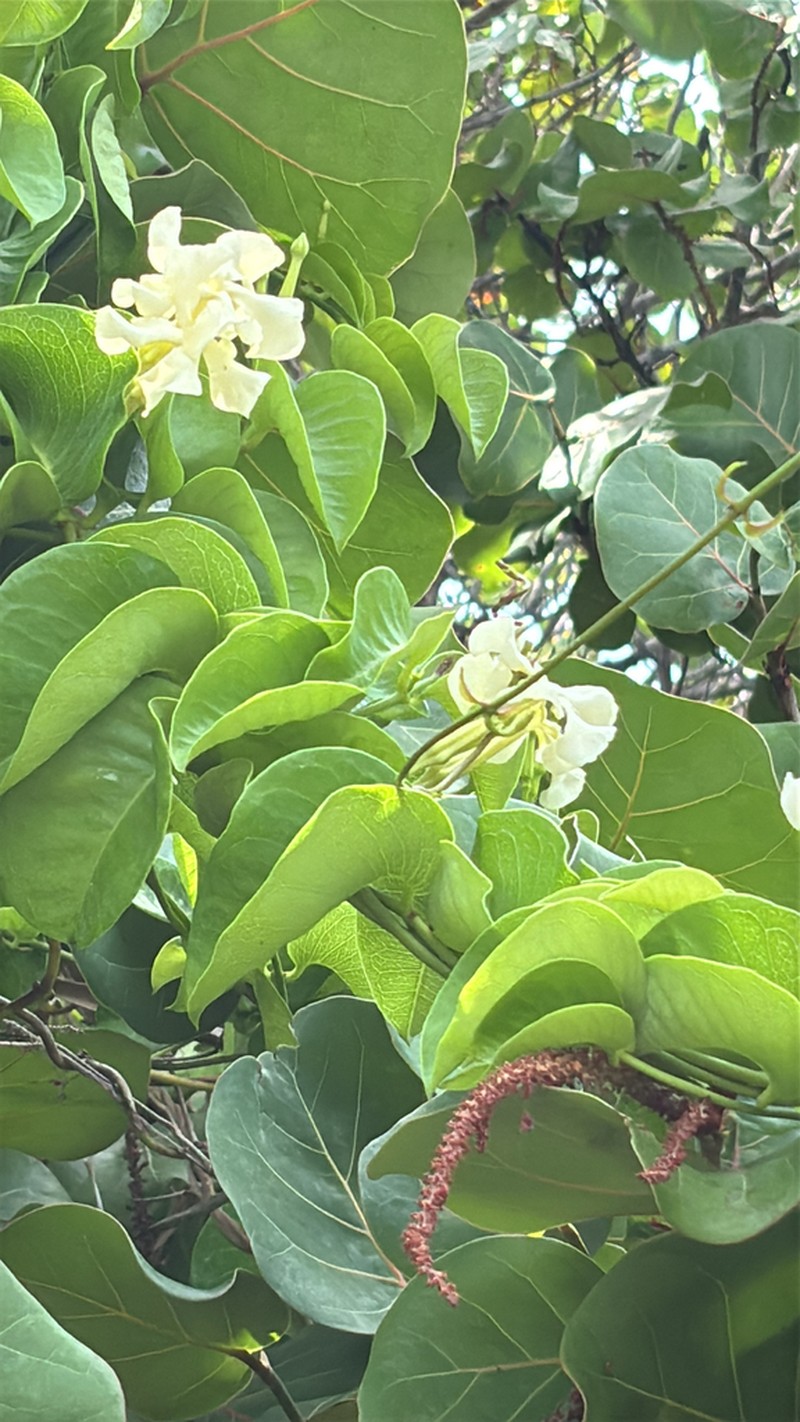 Devil's Potato photo 6