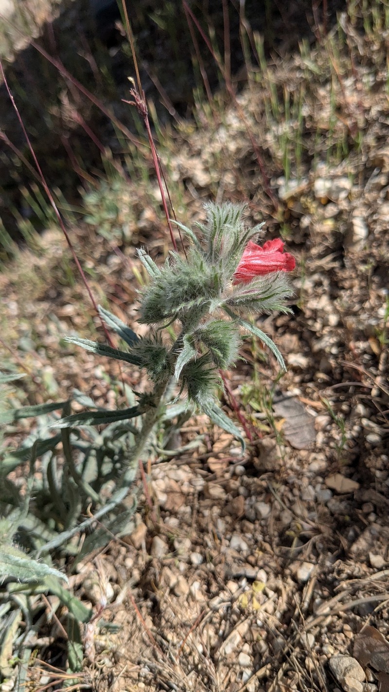 Echium albicans subsp. albicans