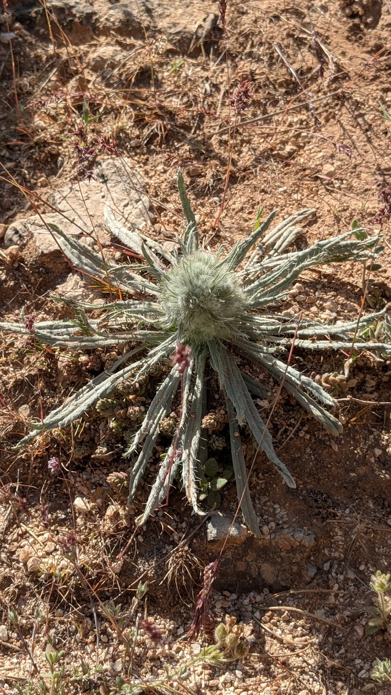 Echium albicans subsp. albicans photo 2